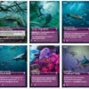 Oceans: The Deep – Promo Pack 2